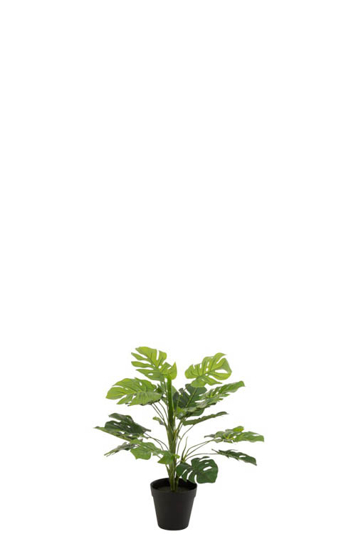 Philodendron dans un pot vert
