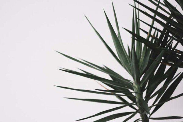 Kamerplant